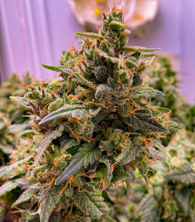 Семена сорта Bruce Banner #3 Auto fem (Herbies Seeds)