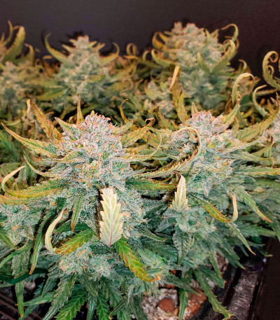 Семена сорта Forbidden Runtz Auto fem (FastBuds)