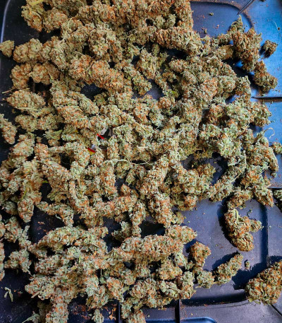 Семена сорта Gorilla Berry Auto fem