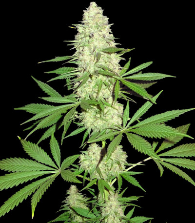 Семена сорта Maya Gold fem (Sumo Seeds)