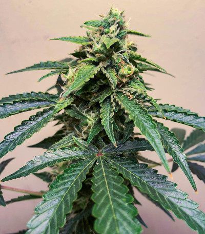 Семена сорта Roze Runtz fem (AlphaFem Seeds)