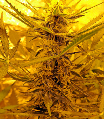 Семена сорта Skunk Auto fem (Strain Hunters)