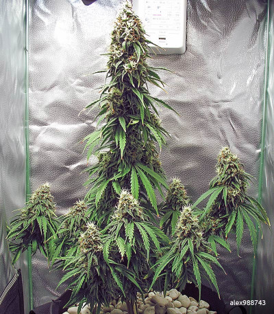 Семена сорта 2 Fast 2 Vast Auto fem (Heavyweight Seeds)