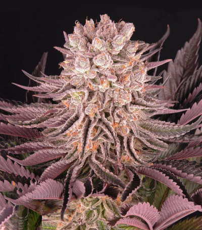 Семена сорта Mimosa X Orange Punch fem (Barney's Farm)