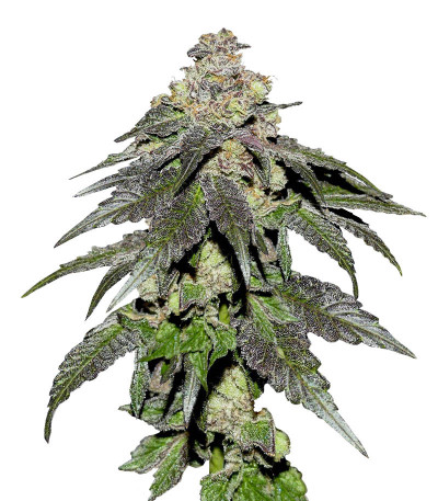 Семена сорта Rainbow Melon fem (FastBuds)