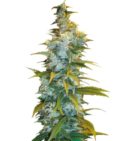 Семена Northern Light шишки