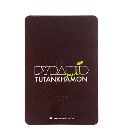 Семена сорта Tutankhamon fem (Pyramid Seeds)