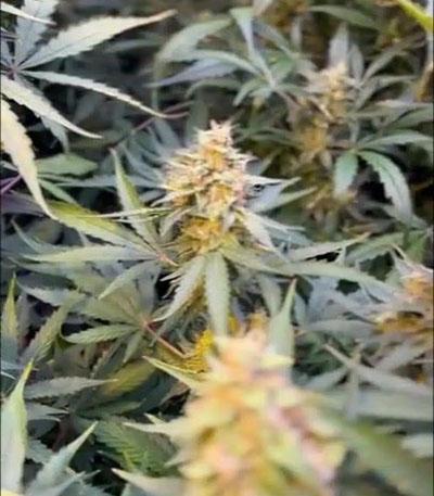 Семена сорта Green-O-Matic auto fem