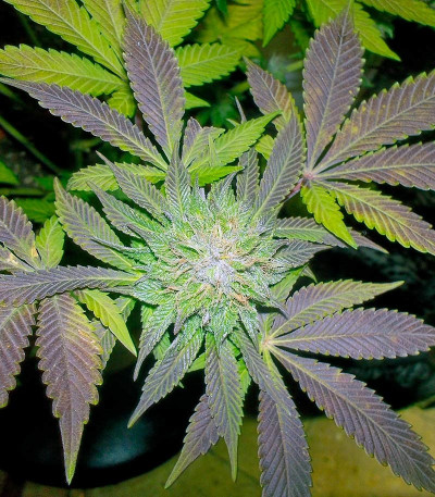 Семена сорта White Widow fem (Pyramid Seeds)