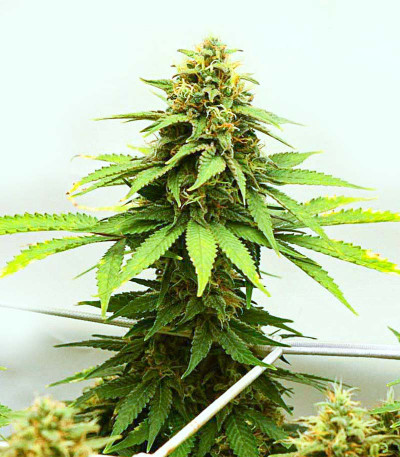 Семена сорта Fat Banana fem (Royal Queen Seeds)
