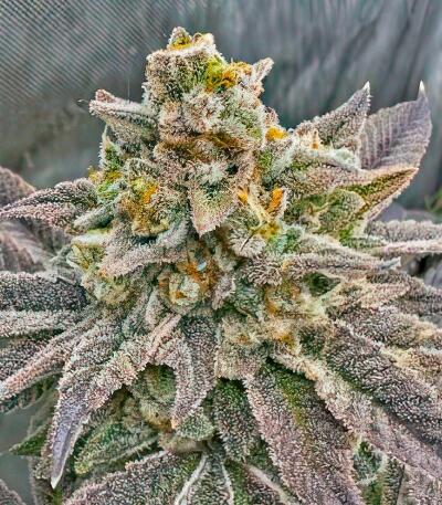 Семена сорта Gator Breath fem (7CH American)