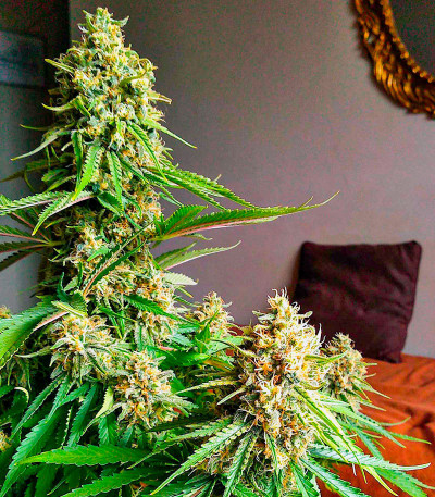 Семена сорта Kaya 47 fem (Advanced Seeds)