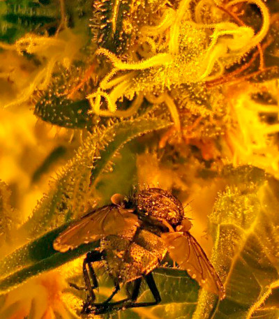 Семена сорта Mazar X Great White Shark fem (World of Seeds)