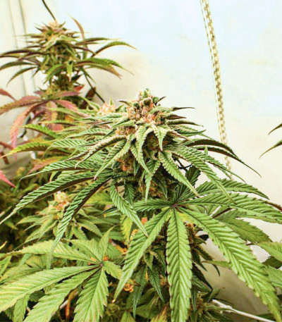 Семена сорта Mimosa Evo fem (Barneys Farm)