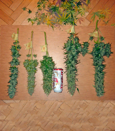 Семена сорта Northern Lights fem (Nirvana Seeds)