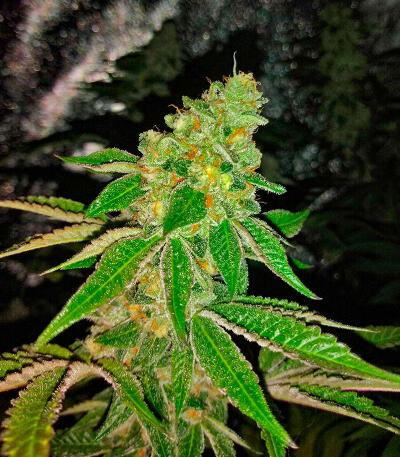 Семена сорта RudeBoi OG F1 fem (Seedkeepers)