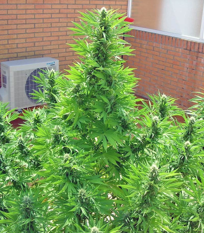 Семена сорта S.A.D. Sweet Afgani Delicious S1 fem (Sweet Seeds)