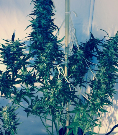 Семена сорта Wipeout Express Auto fem (Heavyweight Seeds)