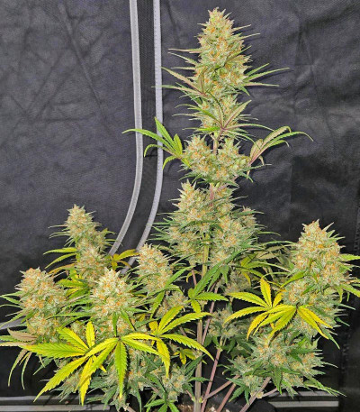 Семена сорта Z-Up Auto fem (FastBuds)