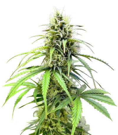Семена сорта Also Know 47 Autoflower fem (Seedkeepers)