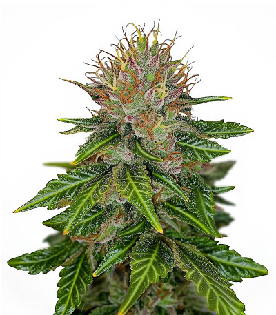 Семена сорта Boy Scout Cookies fem (Kalashnikov Seeds)