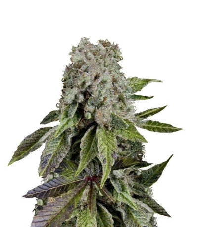 Семена сорта Blueberry fem (Trikoma Seeds)