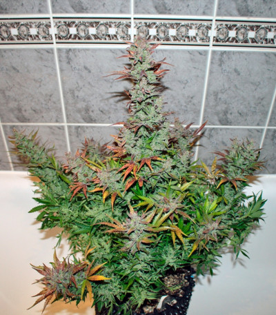 Семена сорта Auto Galaxy fem (Pyramid Seeds)