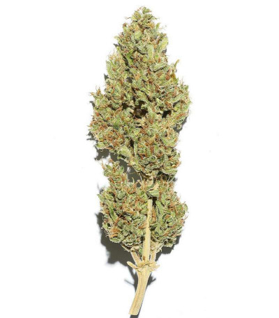 Семена сорта Blueberry Bliss Auto Fem (Vision Seeds)