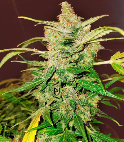 Семена сорта Critical XXL Auto fem (Herbies Seeds)