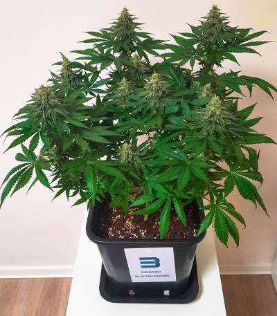 Семена сорта Eleven Roses fem (Delicious Seeds)