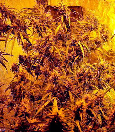 Семена сорта Hawaii Maui Waui fem (Nirvana Seeds)