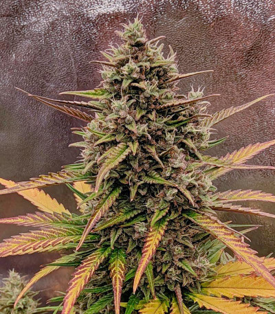 Семена сорта Purple Punch OG XL Auto fem (Sweet Seeds)