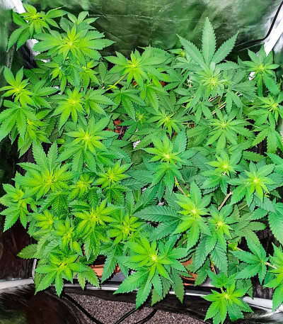 Семена сорта Sherbert Gorilla fem (Dr. Krippling Seeds)