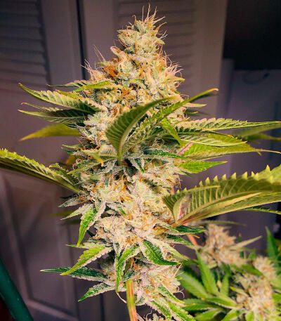 Семена сорта The White Fire OG fem (Seedkeepers)
