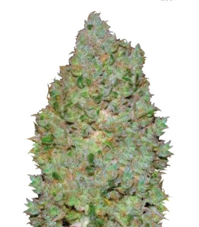 Семена сорта Jack Hair fem