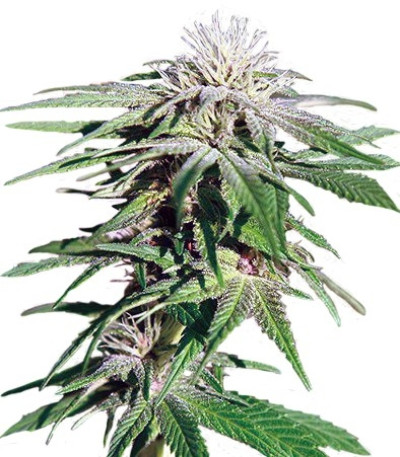 Семена сорта Night Shade fem