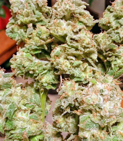 Семена сорта BlackJack fem (Nirvana Seeds)