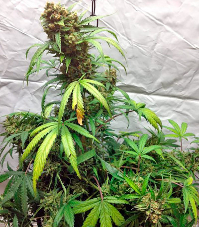 Сорт конопли Blue Amnesia XXL Autoflowering