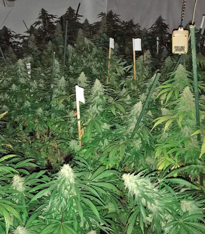 Семена сорта Purple Trainwreck fem