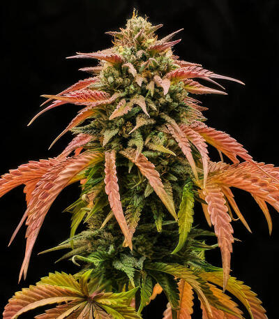 Семена сорта Cherry Cola Auto RF3 fem (FastBuds)