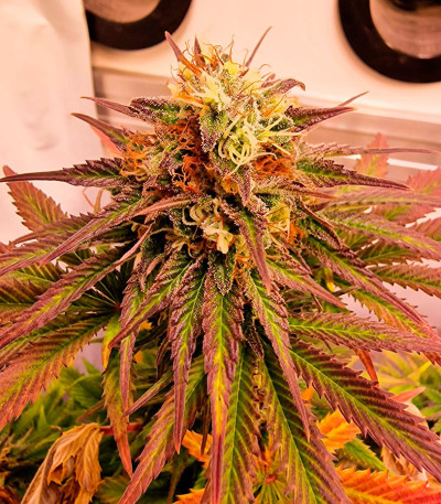 Семена сорта Frosted Guava fem (Original Sensible Seeds)