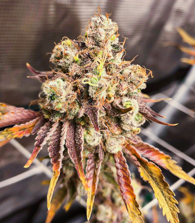 Семена сорта HiFi 4G fem (Dutch Passion)