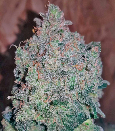 Семена сорта Sweet Trainwreck Auto fem (Sweet Seeds)