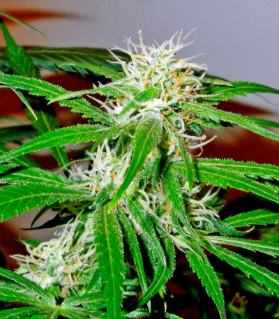 Семена сорта Mango Haze fem