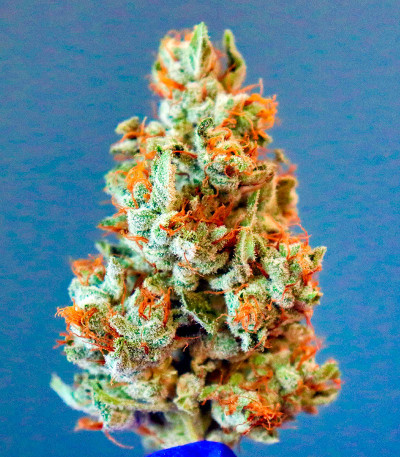 Семена сорта Durban Poison Auto fem от Humboldt Seed Company