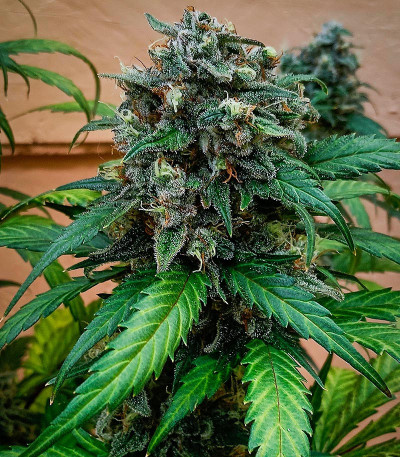 Семена сорта Jet Fuel Mandarine XL Auto fem (Sweet Seeds)