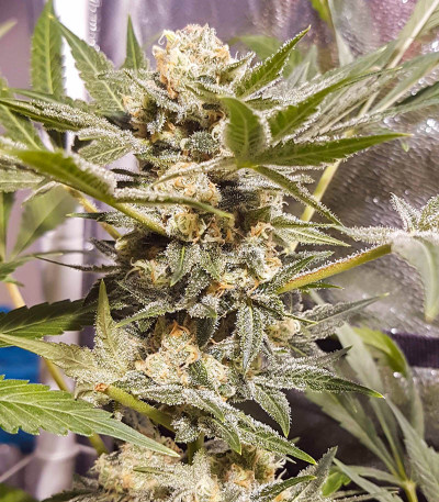 Семена сорта Master kush fem (Dutch Passion)
