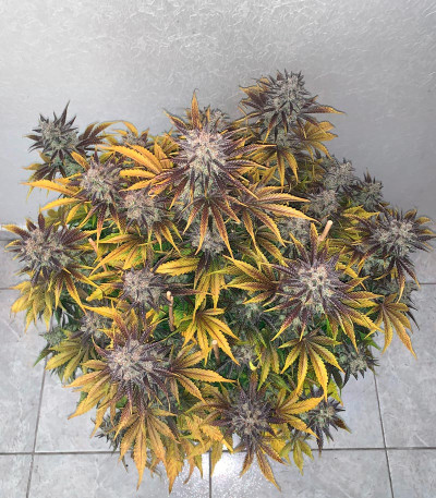 Семена сорта Mimosa Cake Auto fem