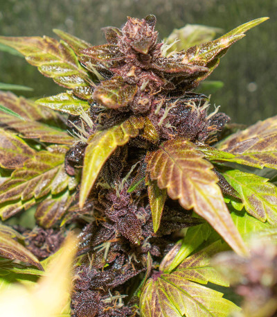 Семена сорта Auto Purple fem (Pyramid Seeds)