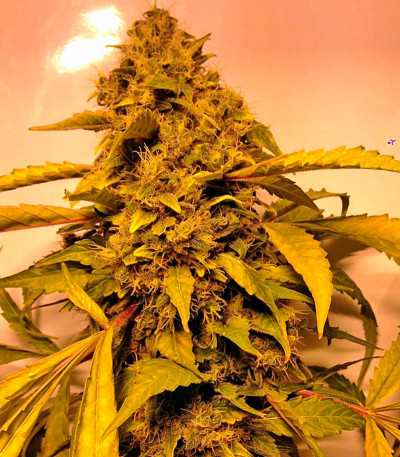 Семена сорта Beyond the Brain reg